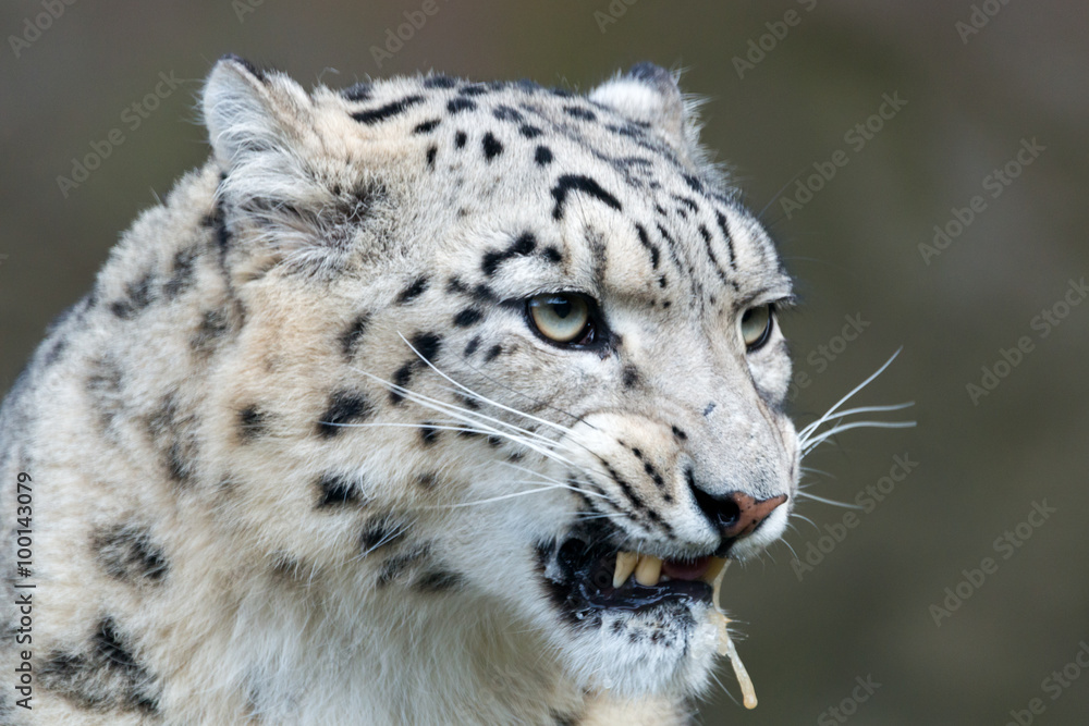 Obraz premium Snow leopard