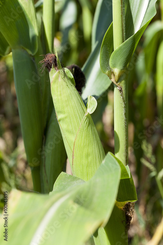 ear of corn  