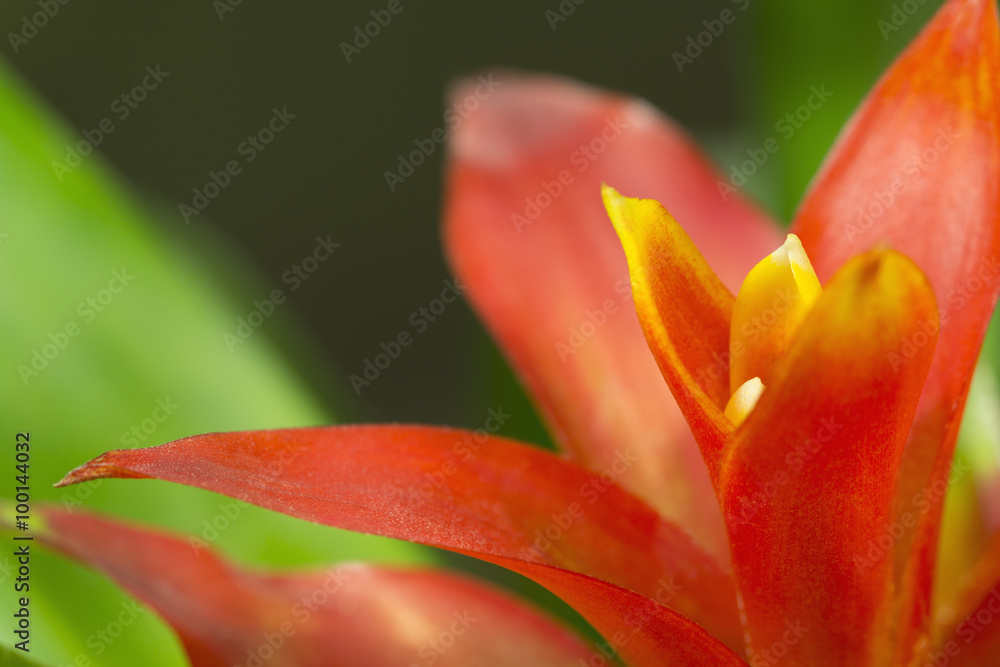 Obraz premium Red guzmania flower