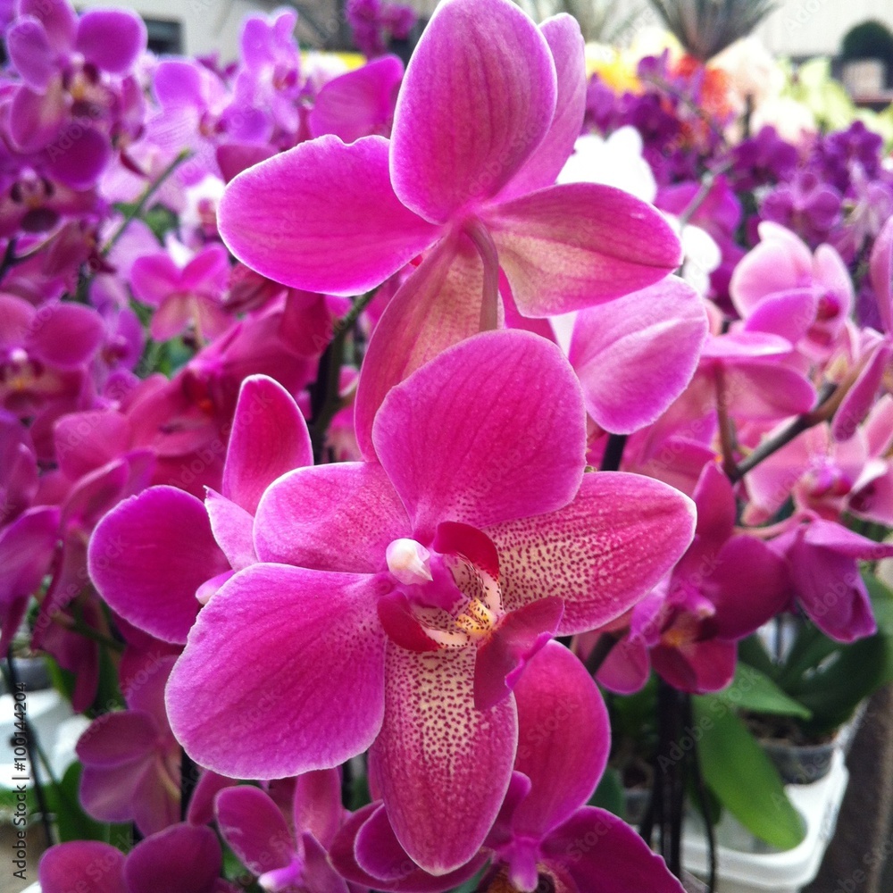 Beautiful purple pink orchid flowers. Beautiful purple pink orchid flowers.