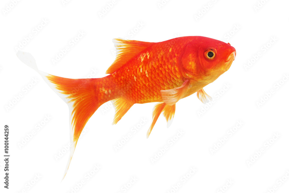 Symbol of wealth goldfish on a white background. Isolated. Symbol of wealth goldfish on a white background. Isolated.