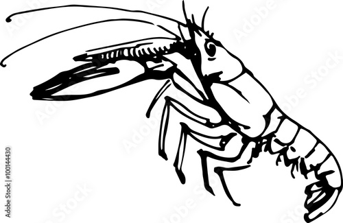 Langoustine. Vector illustration