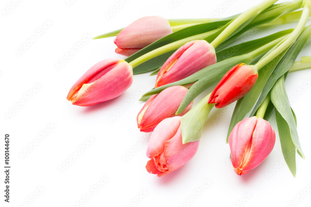 Tulips on the white background. Tulips on the white background.