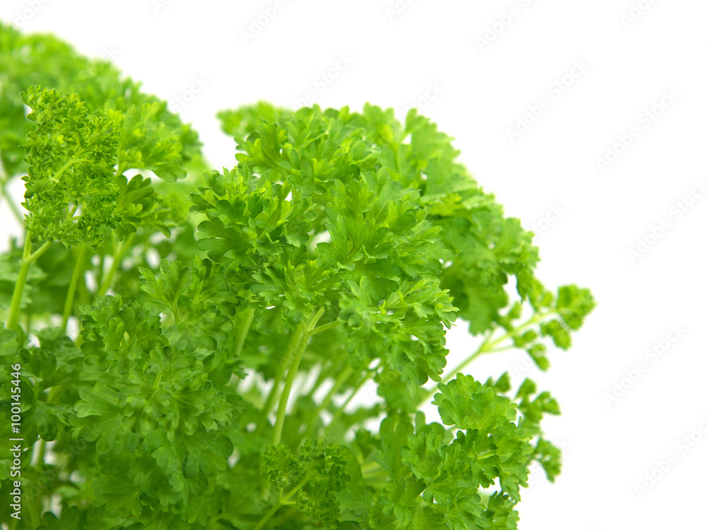 Petersilie - Petroselinum crispum Petersilie - Petroselinum crispum