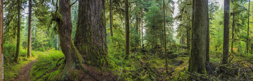 Hoh Rainforest, Olympic National Park, Washington state, USA - obrazy, fototapety, plakaty 