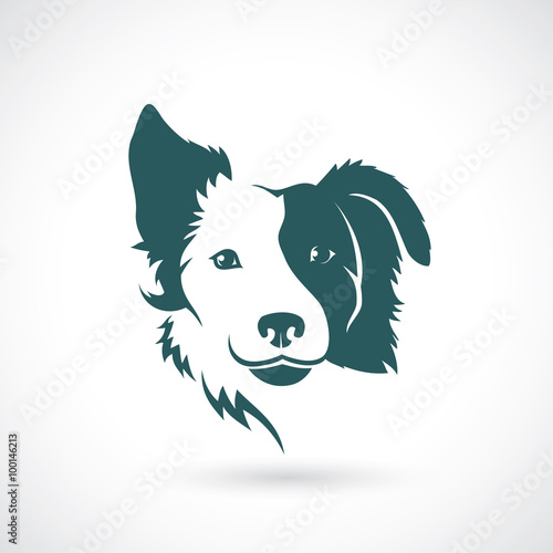 Fotobehang Border Collie dog