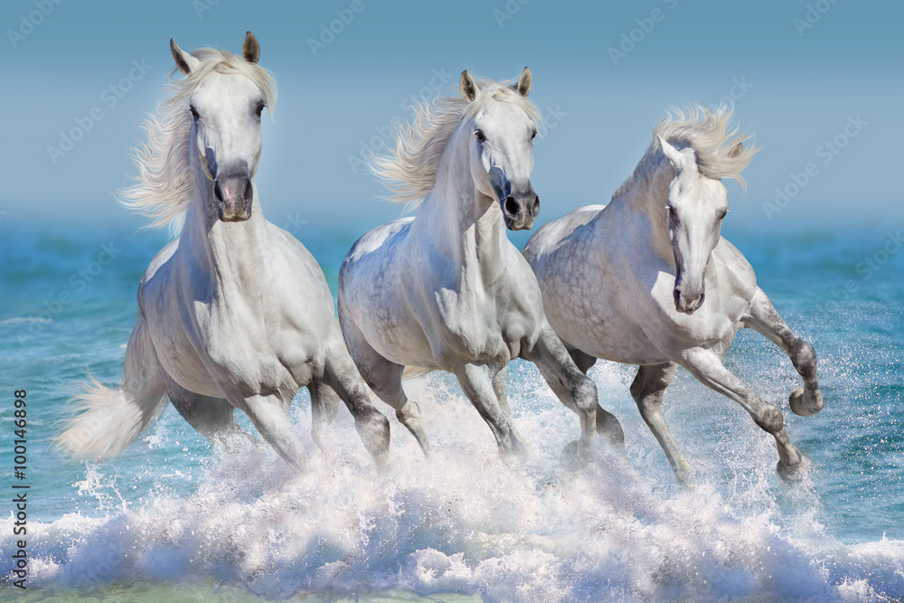 Fototapeta Trzy białe konie biegną galop w fale w oceanie