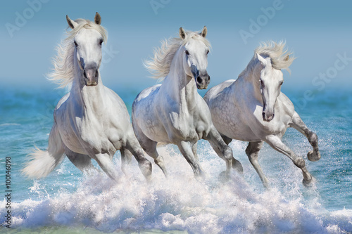 Naklejka Trzy białe konie biegną galop w fale w oceanie