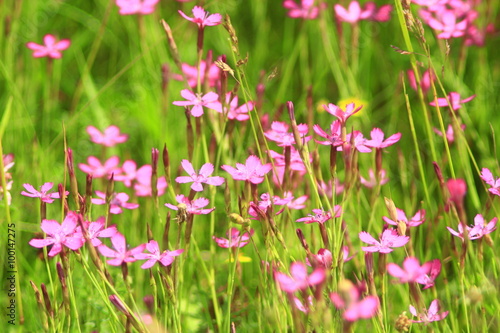 red dianthus deltoides