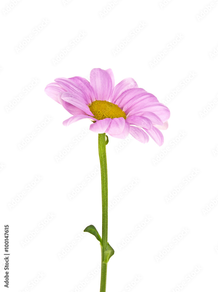 Pink chrysanthemum flower isolated on white background Pink chrysanthemum flower isolated on white background
