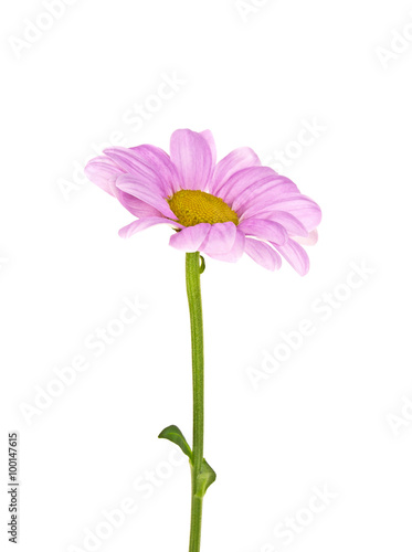 Pink chrysanthemum flower isolated on white background