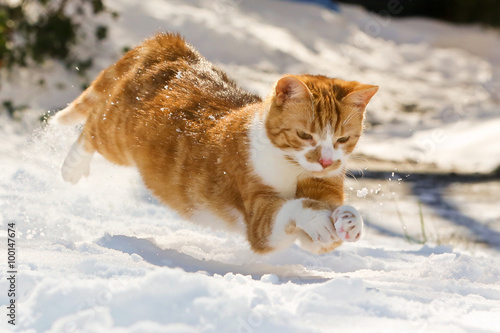Katze im Schnee photo