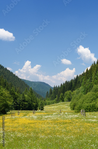 Flower meadow in mountain valley