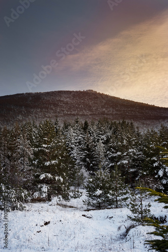 Fototapeta Naklejka Na Ścianę i Meble -  snow covered peak and forest