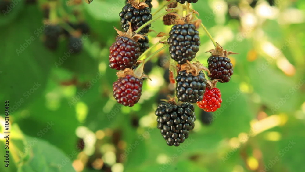 blackberry blackberry