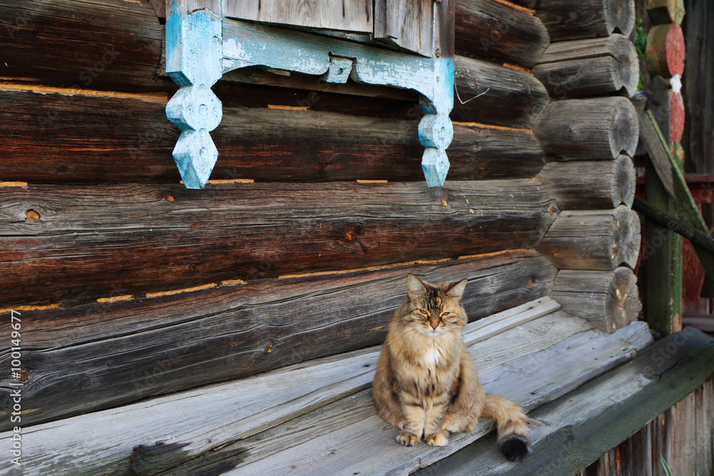 Obraz premium Sad domestic female cat sitting on the zavalinka of a very old log house in the remote Russian village