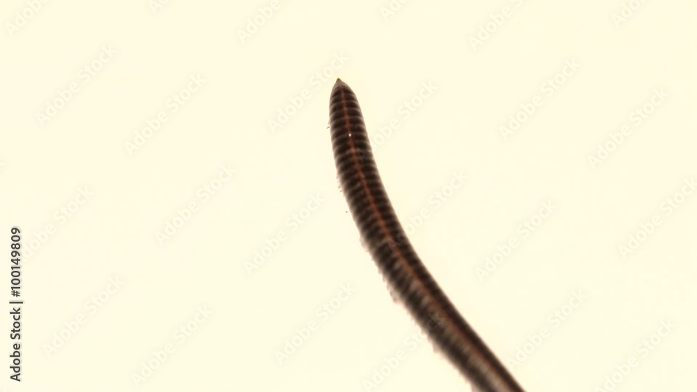 Black millipede moving on white Black millipede moving on white