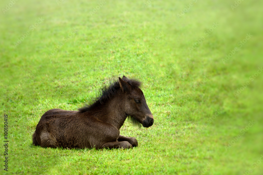 Fototapeta premium Islandfohlen, q