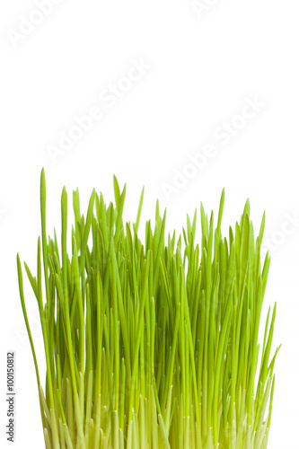 Growing green grass vertical