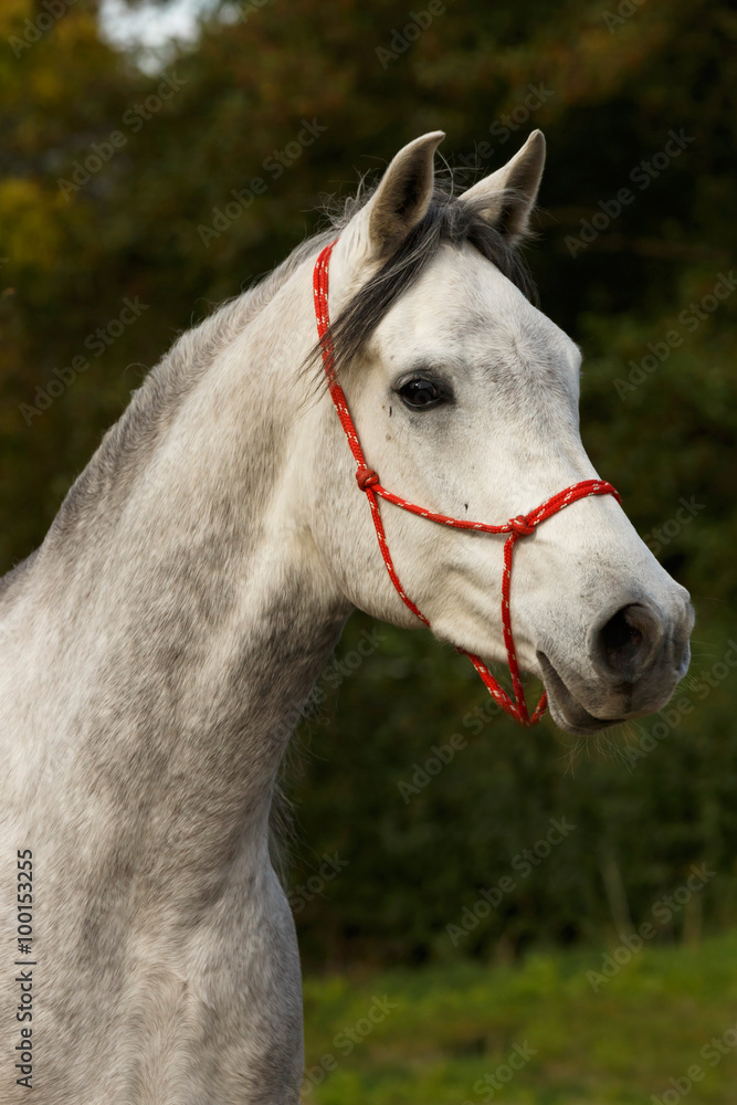 Fototapeta premium Araber