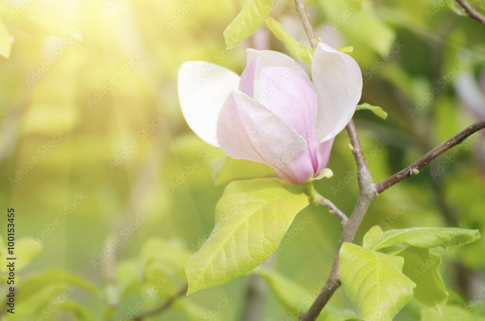 Blossoming of magnolia flowers in spring time, sunny floral background Blossoming of magnolia flowers in spring time, sunny floral background