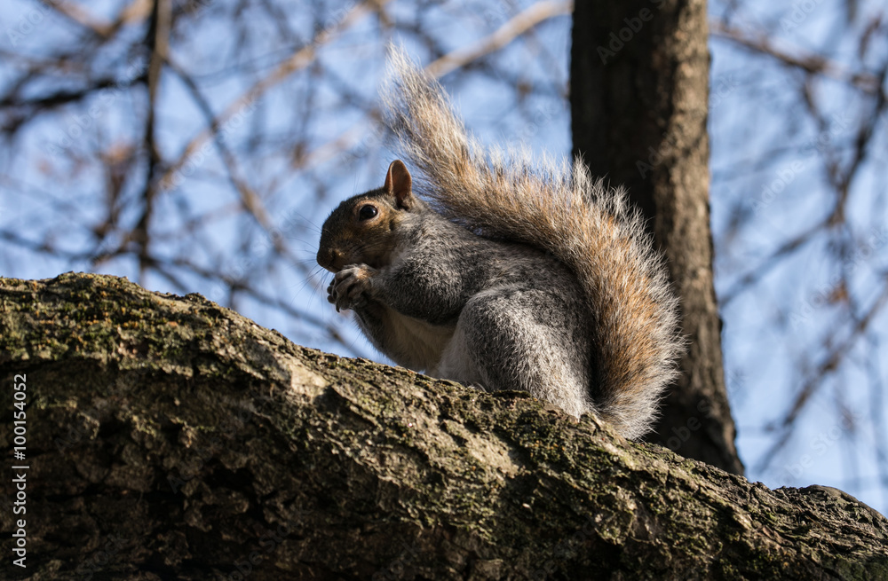 Obraz premium Scoiattolo