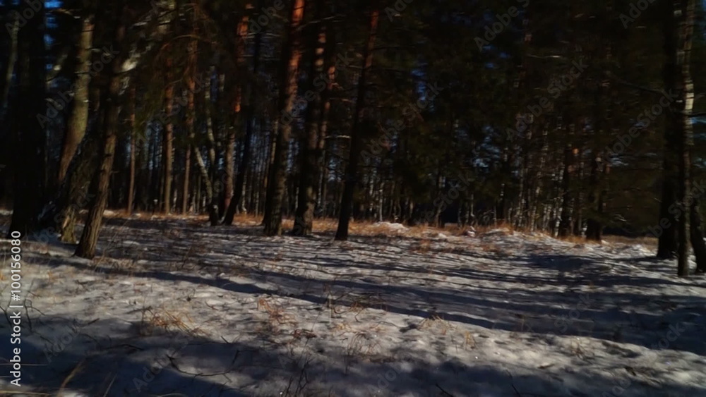 camera moving through the winter snowy woods camera moving through the winter snowy woods