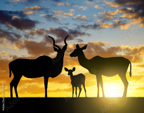 Silhouette Greater kudu at sunset