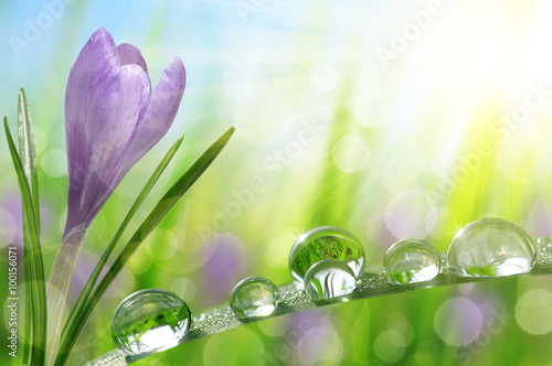 Spring flower Crocus and green grass with water drops. Nature background.