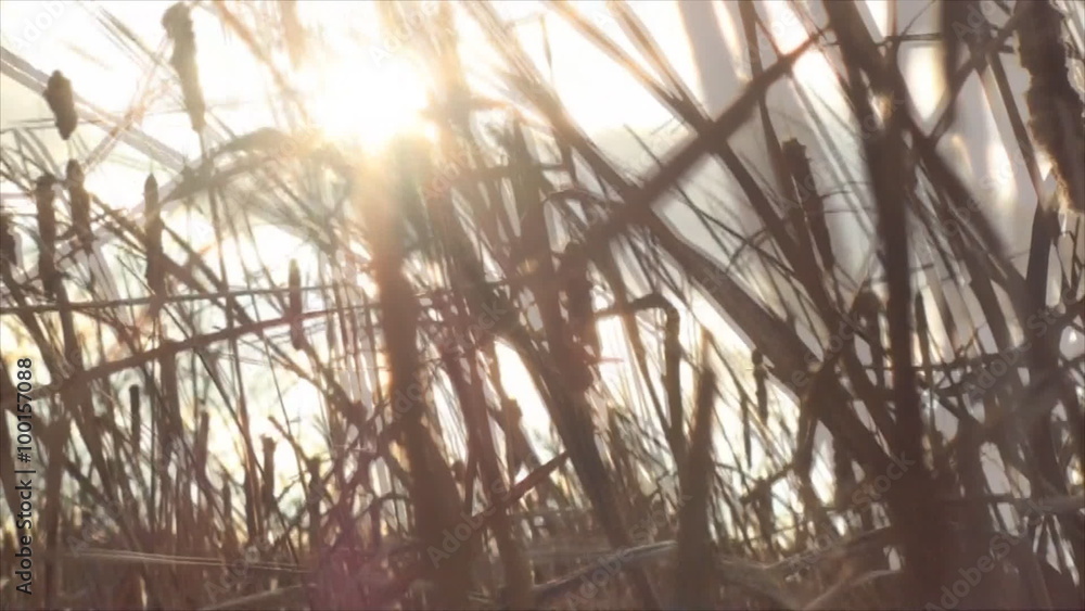 Bright Sun's rays shines through grass 3 Bright Sun's rays shines through grass 3