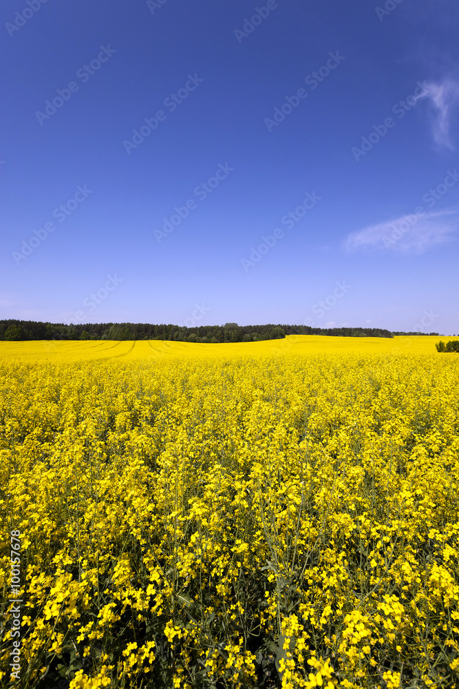Obraz premium Rape field . Blue sky.