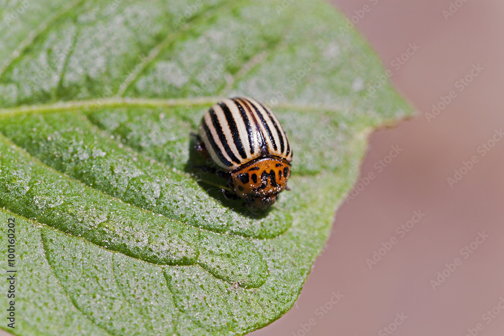 Colorado potato beetle Colorado potato beetle
