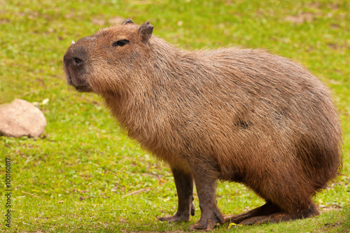 Capybara ( Hydrochoerus hydrochaeris )