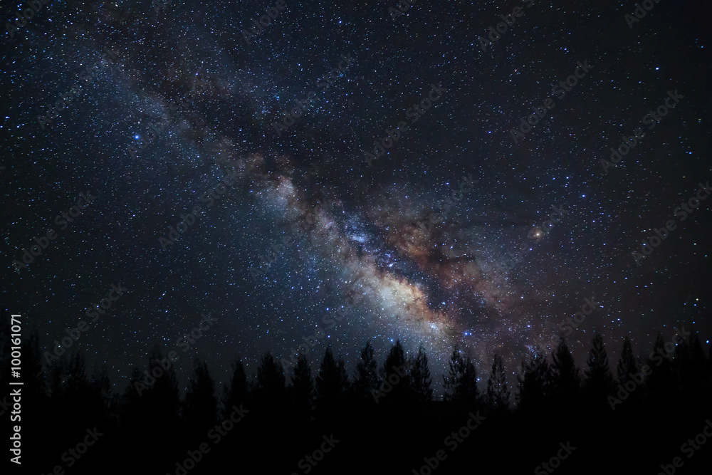  Milky way and silhouette of tree on a night sky