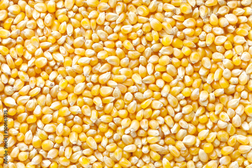 corn corn
