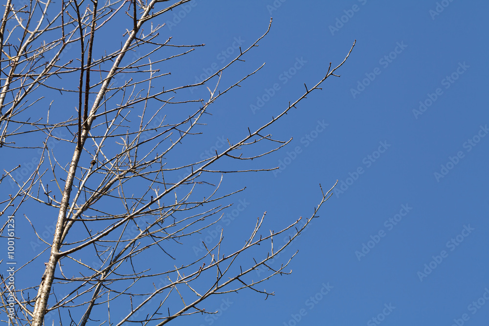 Tree twigs with bare trunks and branches Tree twigs with bare trunks and branches