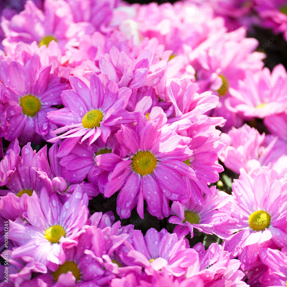 Beautiful of Chrysanthemum pink flowers Beautiful of Chrysanthemum pink flowers
