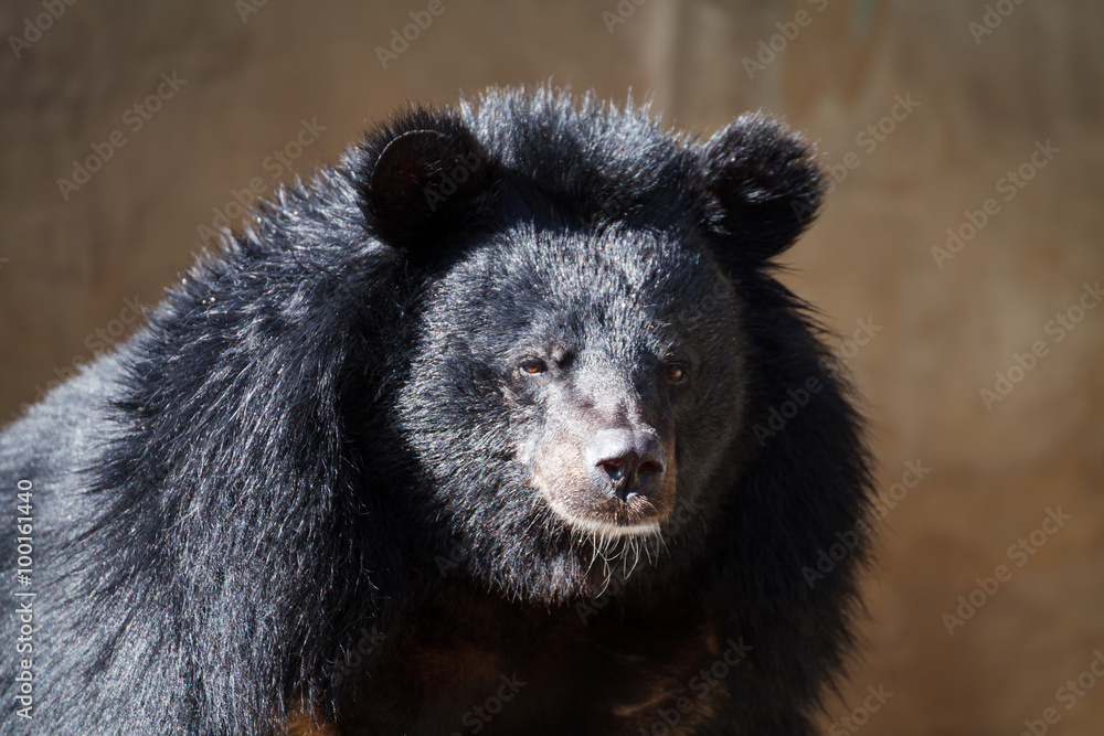 Fototapeta premium Close-up big bear