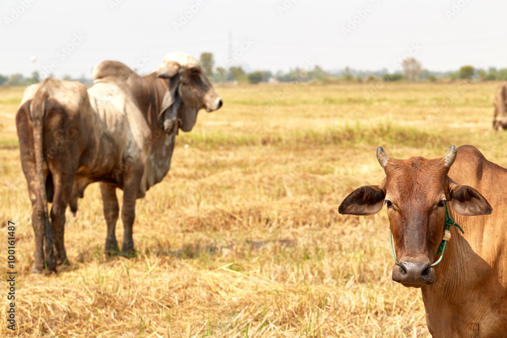 The cow Thailand The cow Thailand