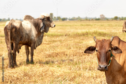 Wallpaper Mural The cow Thailand Torontodigital.ca