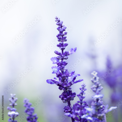 lavender flowers, close-up, selective focus