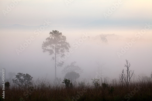 Fog in forest at Thung Salang Luang National Park Phetchabun,Tha