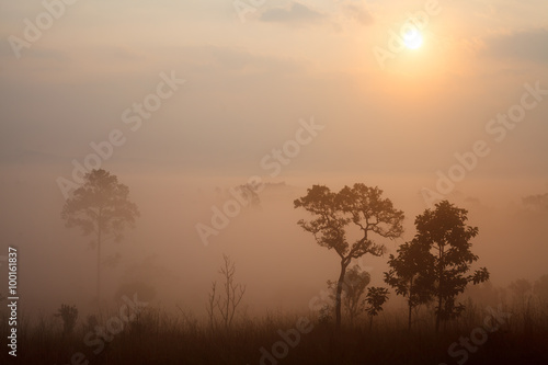 Misty morning sunrise at Thung Salang Luang National Park Phetch