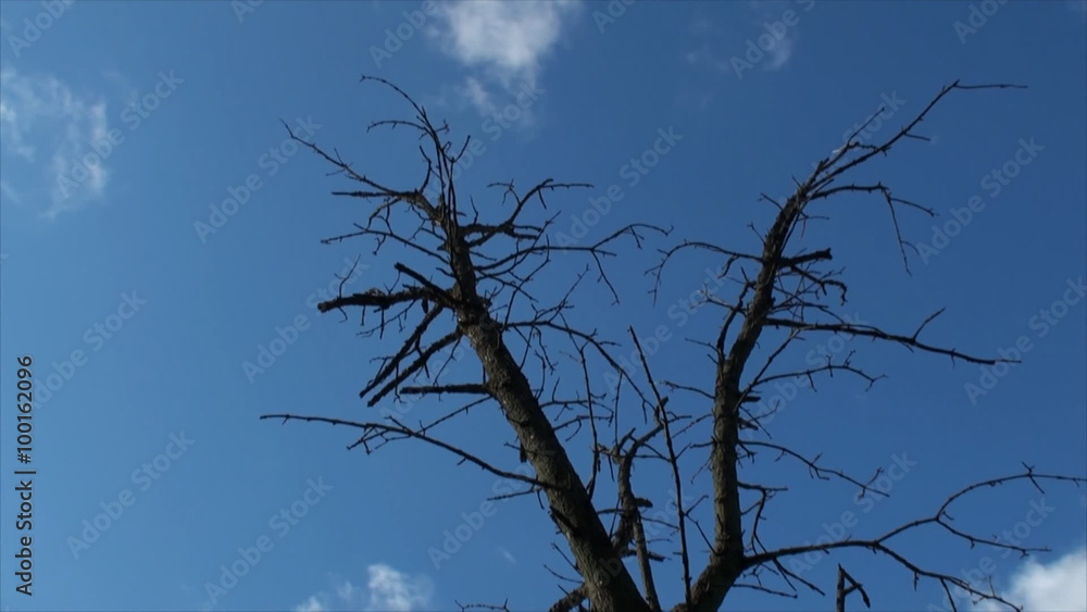Dead tree and clouds in time lapse 2. Dead tree and clouds in time lapse 2.