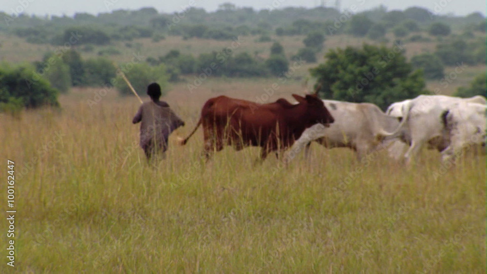 A boy herding cows in Africa. A boy herding cows in Africa.