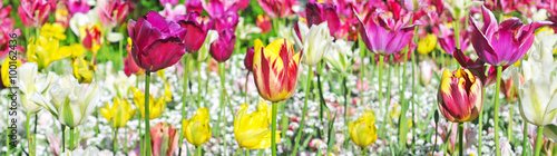 The last dutch tulips in different colors in the end of spring  panoramic image  selective focus