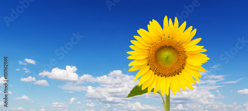 Yellow sunflower and blue sky