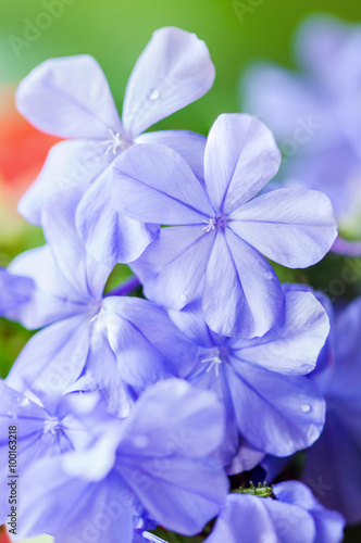 Purple Flower © artpritsadee