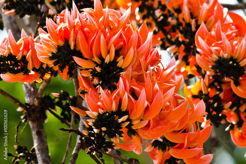 Bastard Teak Flower photo