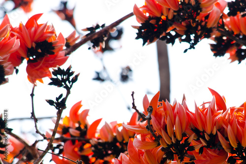 Bastard Teak Flower photo